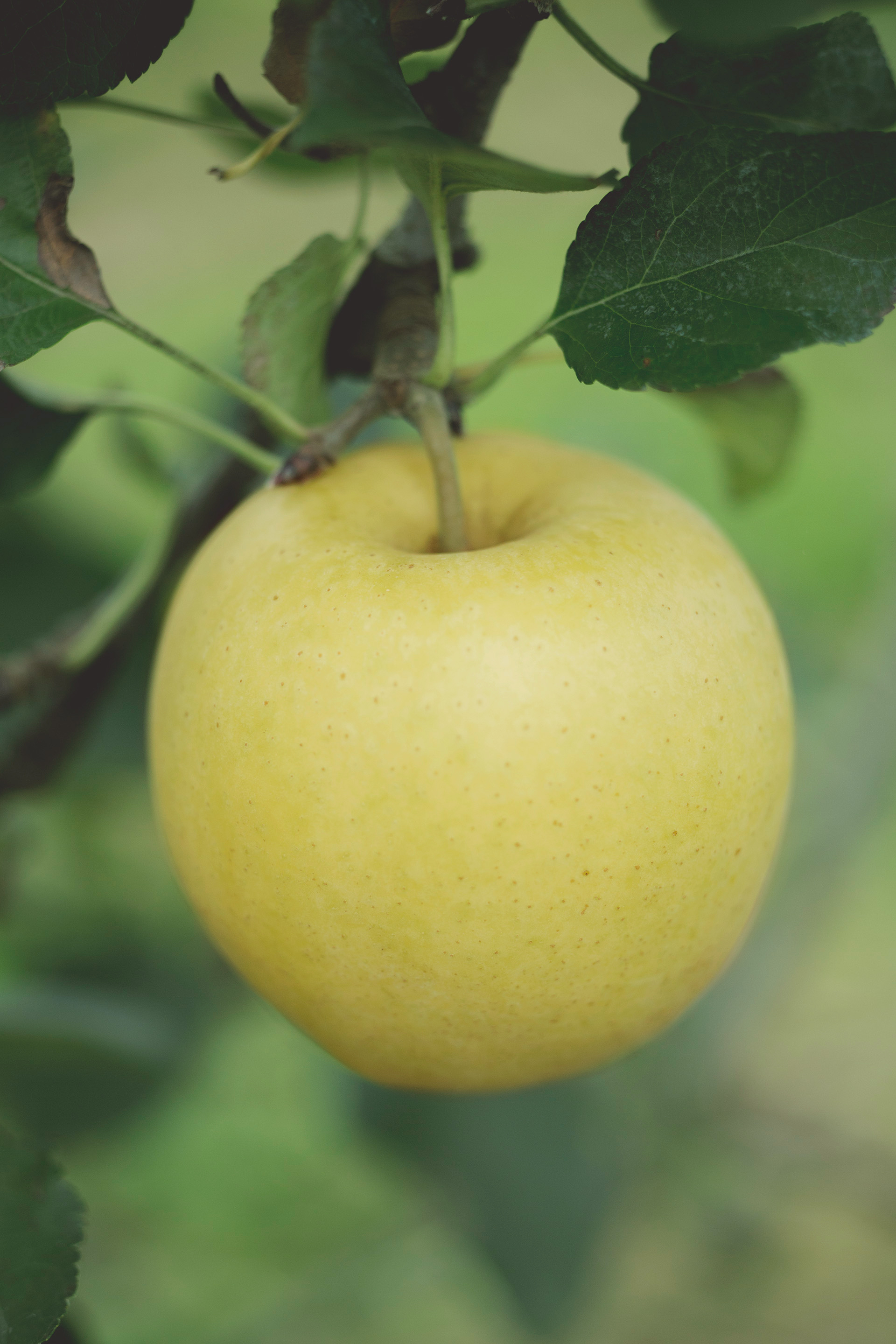 ファーマーズブレッドのおいしさの秘密はりんごを使った発酵種